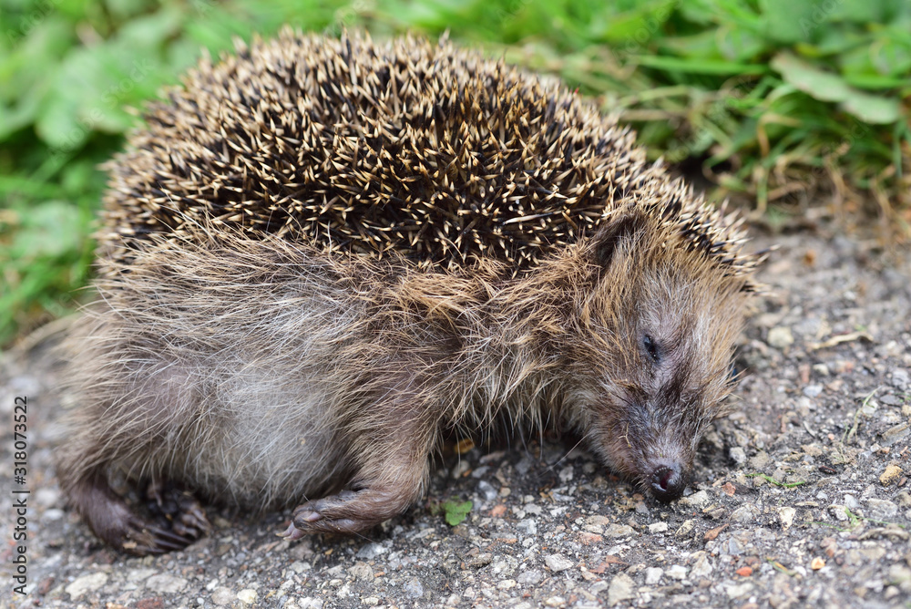 Fototapeta premium Close-up of a dead hedgehog lying on the roadside and presumably run over in Germany as a victim in road traffic