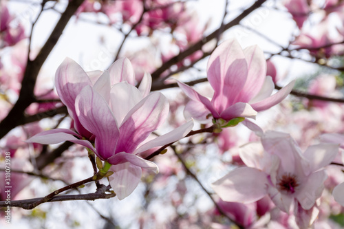 pink blossom of magnolia tree. big flowering on the twigs in sunlight. spring season in the garden. bright ornamental background