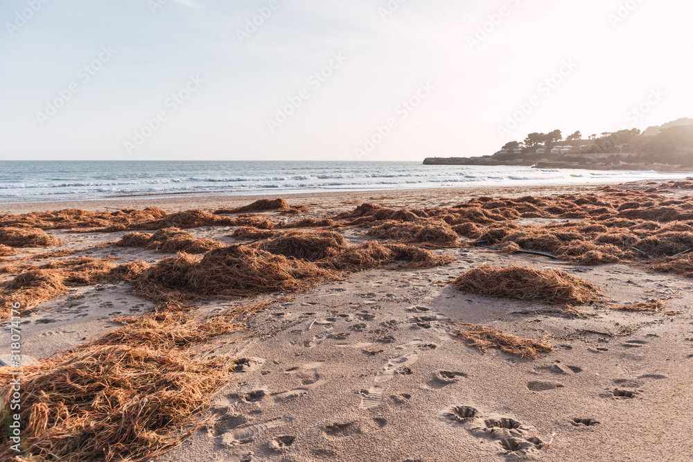 beach at sunset with algae at sunset beach at sunset with algae at sunset