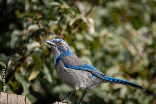 Full side view of a scrub jay on a fence with out of focus green shrub in the background. photo