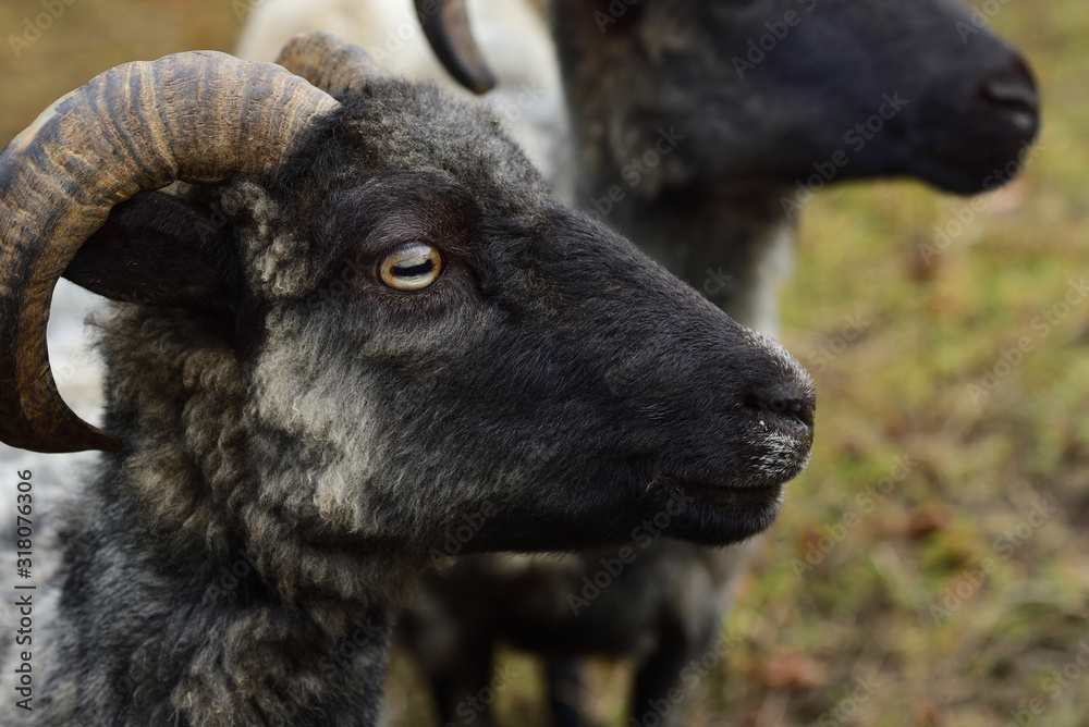 Portrait of a dark sheep with curved horn on the meadow with other sheep in Germany Portrait of a dark sheep with curved horn on the meadow with other sheep in Germany