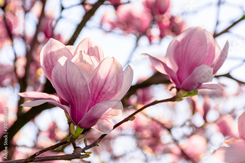 magnolia tree blossom in springtime. tender pink flowers bathing in sunlight. warm april weather © Pellinni