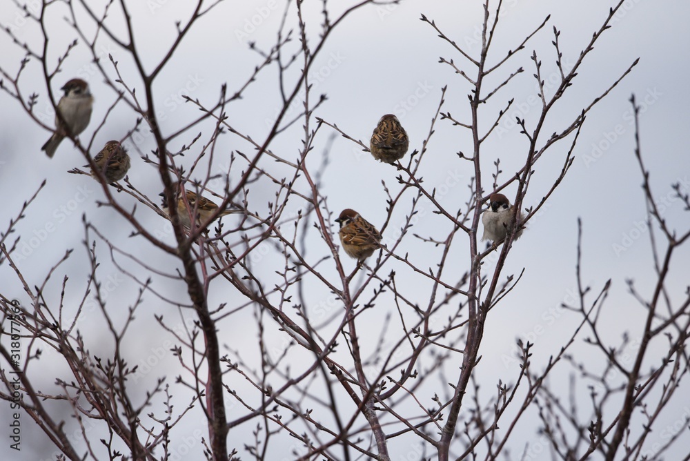 Sparrows act in groups and feed on seeds and insects such as grasses. Sparrows act in groups and feed on seeds and insects such as grasses.