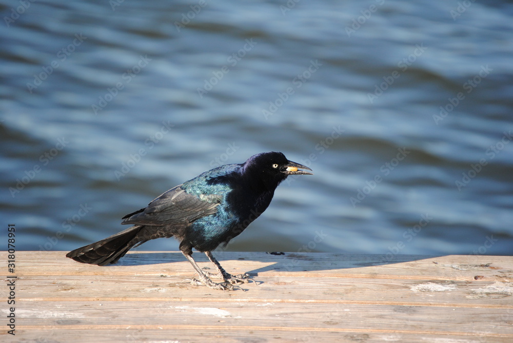 Fototapeta premium Boat-tailed grackle on rock
