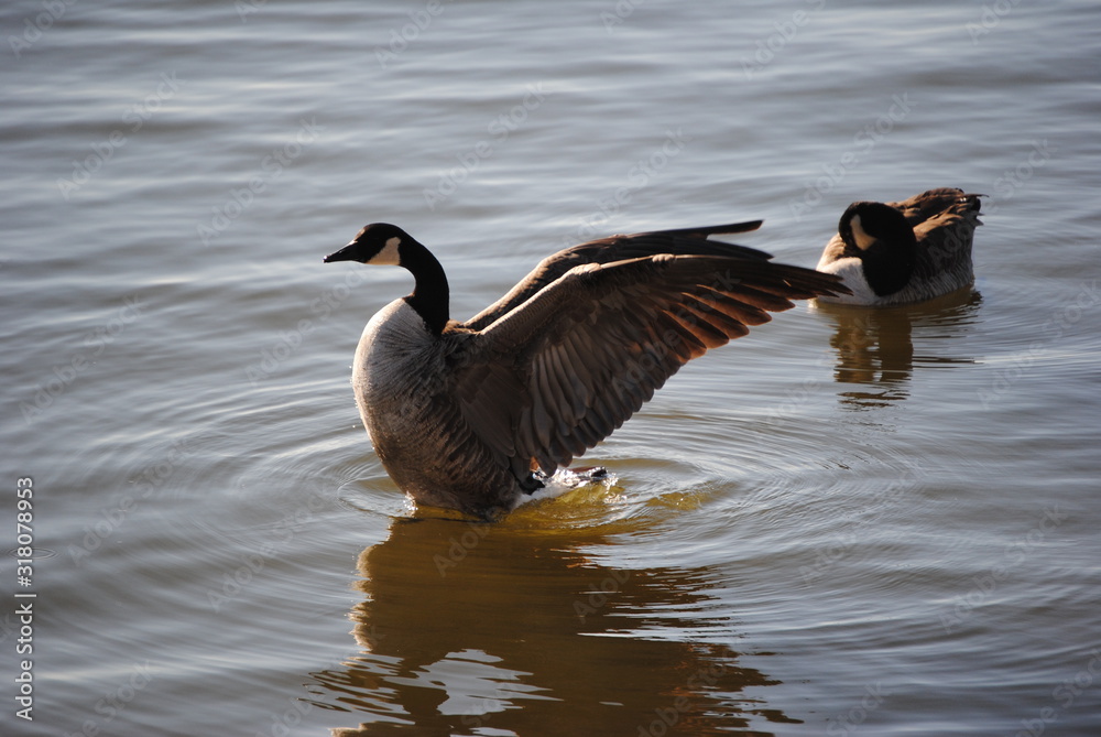 Fototapeta premium Goose wings flight in water