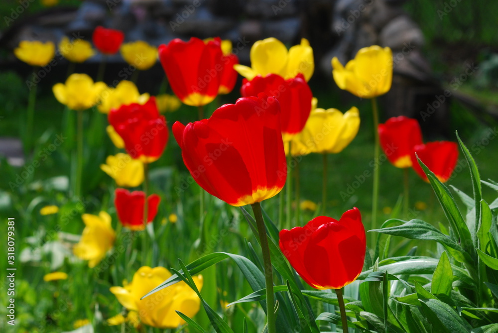 red and yellow tulips grouped together in spring yard red and yellow tulips grouped together in spring yard
