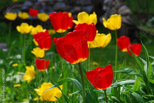 red and yellow tulips grouped together in spring yard