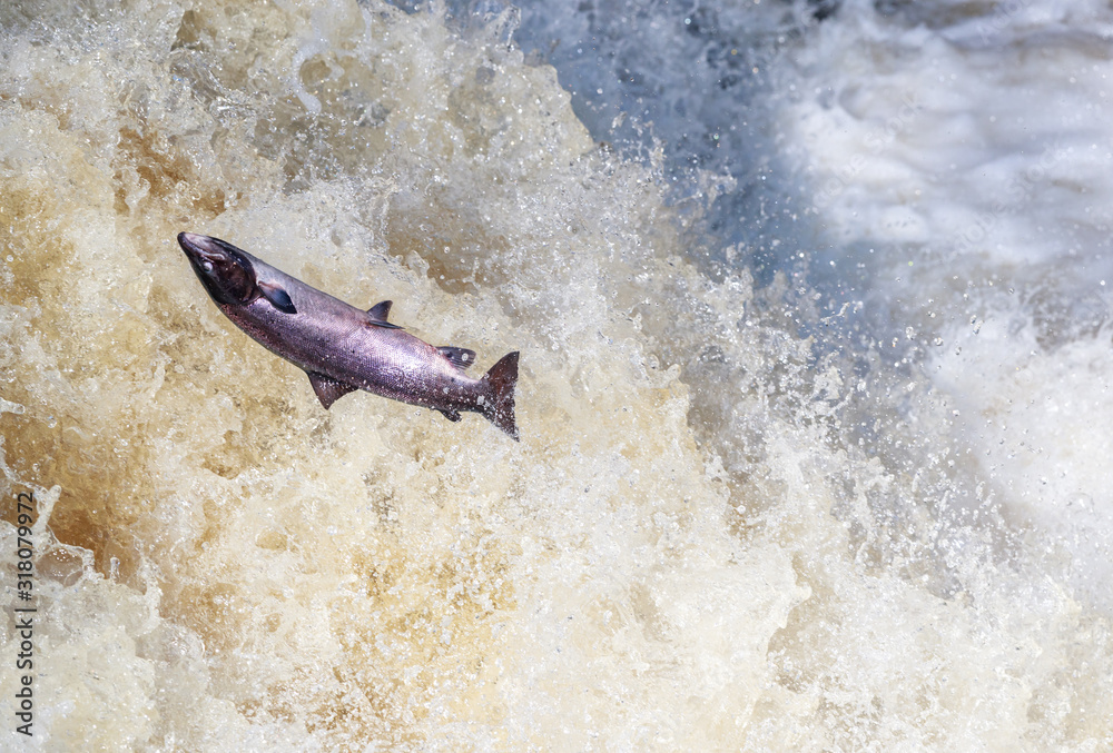 Fototapeta premium Leaping pink salmon