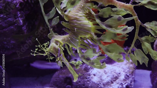 Leafy Seadragon (Phycodurus eques)  swims in a saltwater aquarium, USA photo