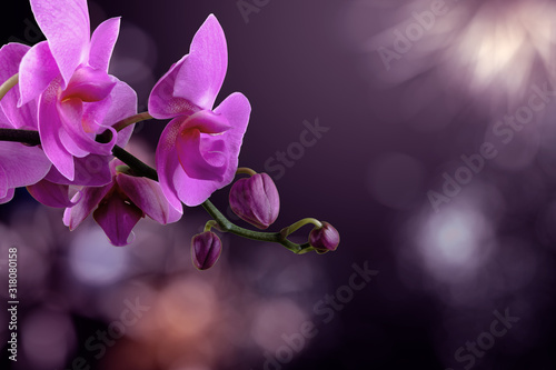 Fotografia orchid flower on a blurred purple background