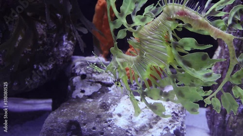Leafy Seadragon (Phycodurus eques)  swims in a saltwater aquarium, USA photo