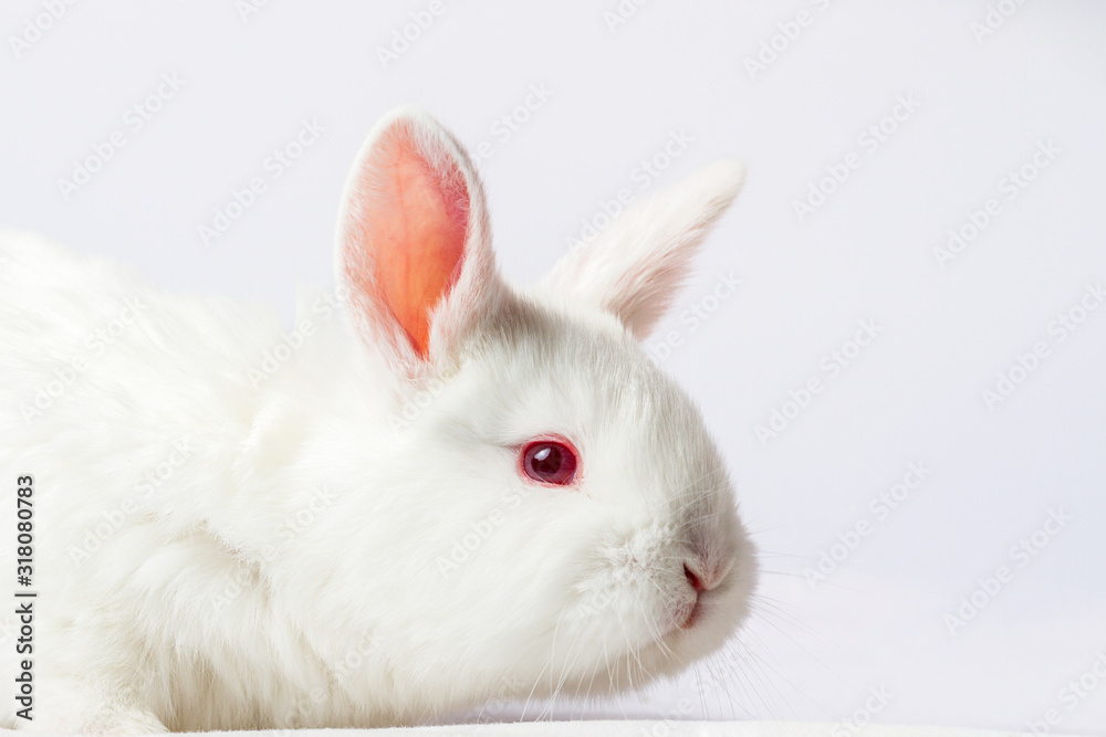 white rabbit close-up on a white background white rabbit close-up on a white background