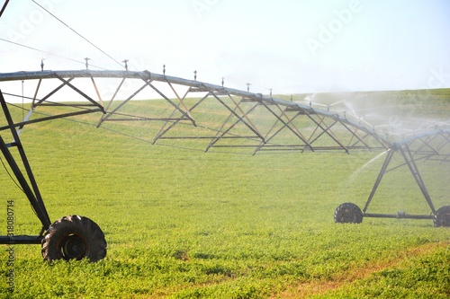 sprinkler irrigation in a field