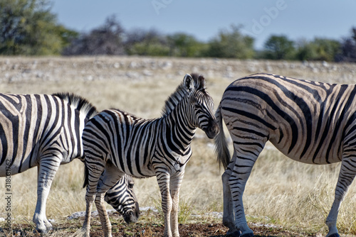 A zebra foal with its herd