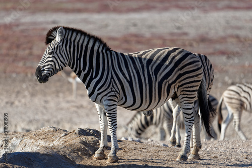 Zebras walk across the savanna in Africa