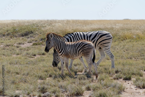 Mother zebra and her foal in the heat haze of Namibia