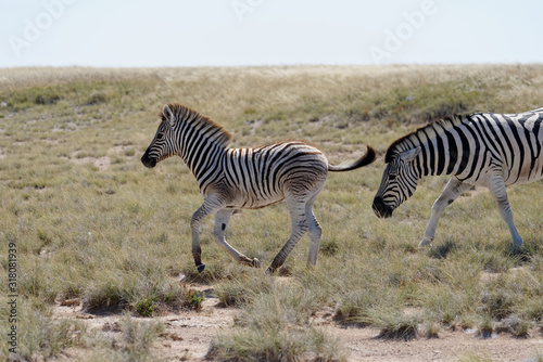 A zebra foal canters along the savanna