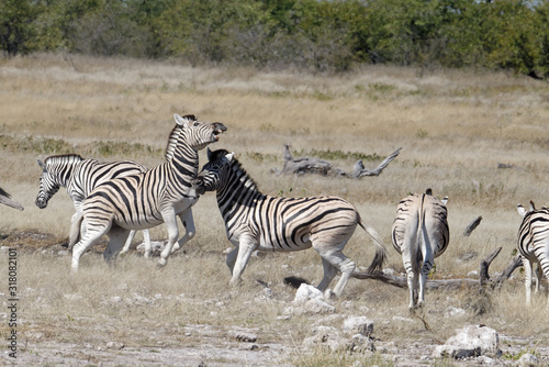 Zebras are rearing up during a fight