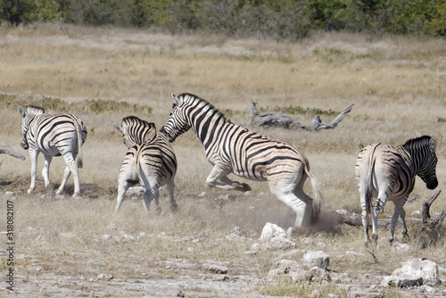A zebra on its back legs fighting another zebra