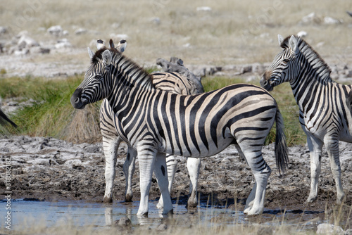 Zebras at a waterhole on the savanna