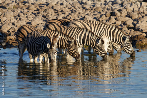 Zebras are drinking at a waterhole © Anne