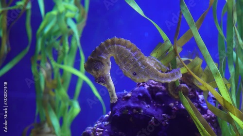 Seahorse swims in a marine aquarium, holding its tail on algae. Stephen Birch Aquarium-Museum, USA photo