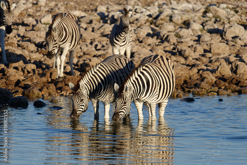 Zebras ankle deep in water at a waterhole