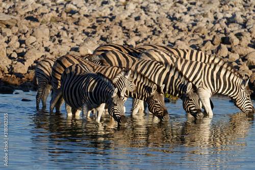 Zebras with necks stretched out drinking at a waterhole