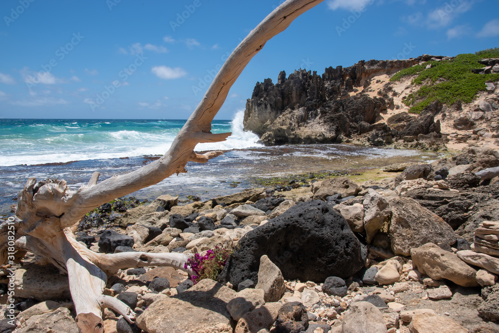 Fototapeta premium Rugged windswept lithified coastline. Kamala point - Poipu, southeast coast Kauai, Hawaii.