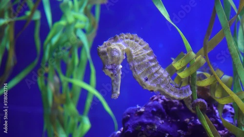 Seahorse swims in a marine aquarium, holding its tail on algae. Stephen Birch Aquarium-Museum, USA photo