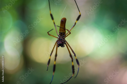 yellow spider on web