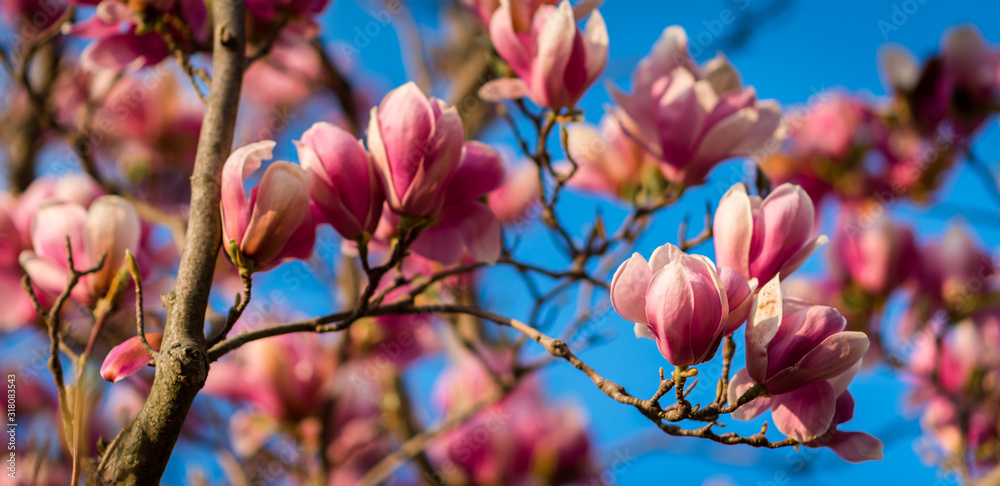 Flowering magnolia trees. Large white-pink flowers on branches