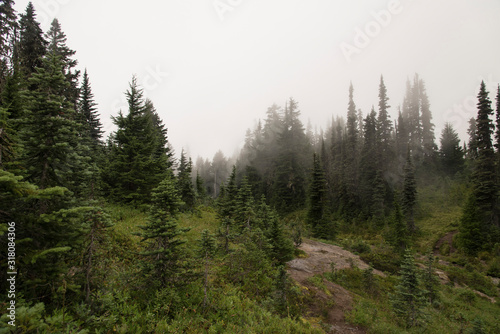 Tolmie Peak Trail - Fog