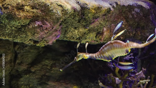 Weedy seadragon (Phyllopteryx taeniolatus) swims in a saltwater aquarium, USA photo