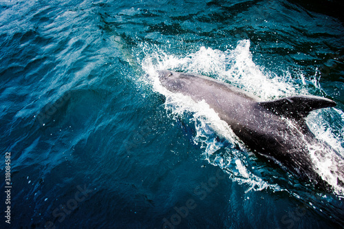 dolphin in blue water © marco