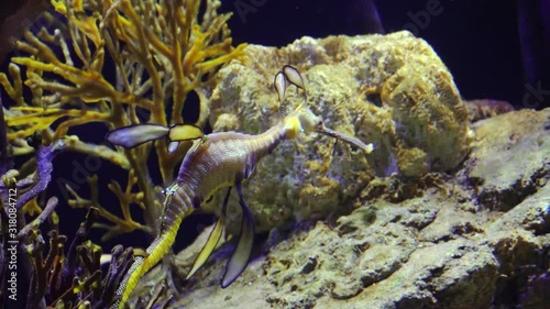 Weedy seadragon (Phyllopteryx taeniolatus) swims in a saltwater aquarium, USA photo