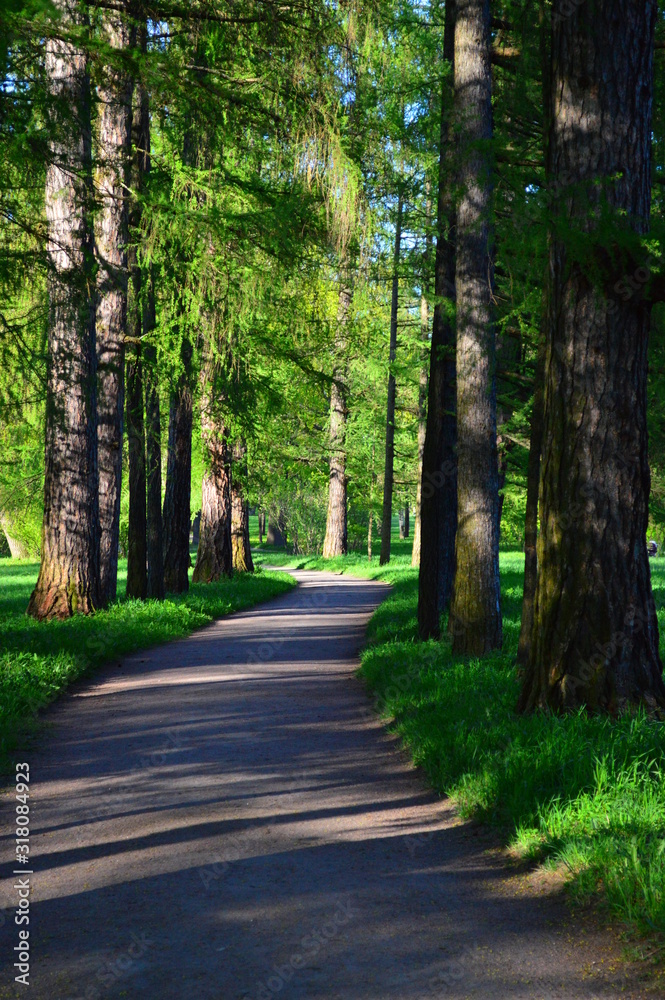 road in the forest