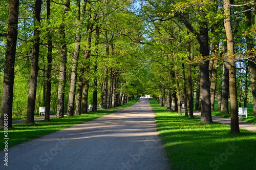 alley in the park