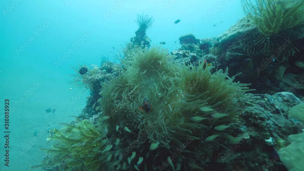 Sea anemone and green feather star crinoids on corals with fishes swimming near. Sea anemone and green feather star crinoids on corals with fishes swimming near.