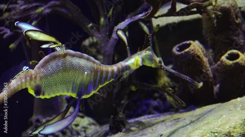 Weedy seadragon (Phyllopteryx taeniolatus) swims in a saltwater aquarium, USA photo