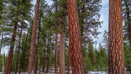 Ponderosa Pines of Bend, Oregon