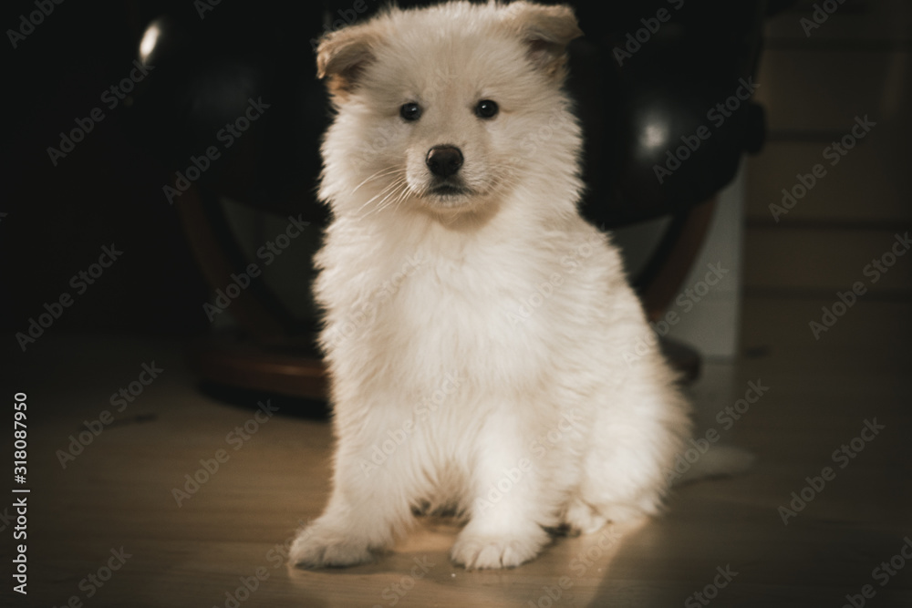 White German Shepherd Puppy in Living Room White German Shepherd Puppy in Living Room