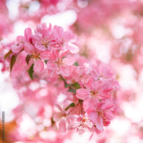 Close up image of the beautiful soft pink blossom flowers of apple tree  blurred bokeh on background and sun shining behind. Spring time.