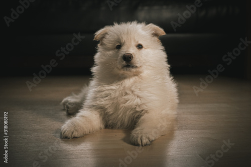 White German Shepherd Puppy in Living Room