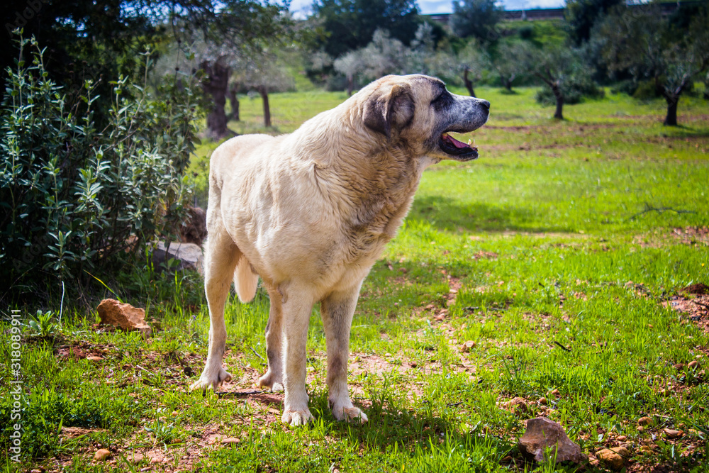 what is a rafeiro do alentejo breed dog