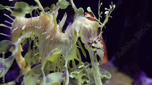 Leafy Seadragon (Phycodurus eques)  swims in a saltwater aquarium, USA photo