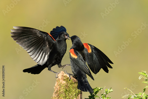 Red-winged Blackbird Interaction photo