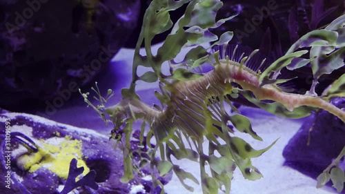 Leafy Seadragon (Phycodurus eques)  swims in a saltwater aquarium, USA photo