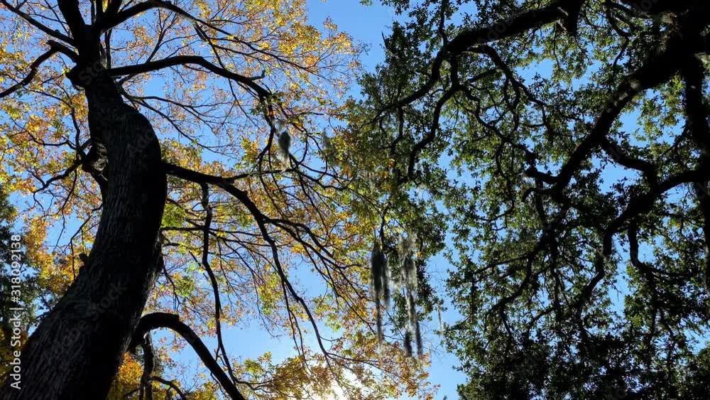 Looking up at the amazing branches of the Live Oak trees in while walking though one of the many parks in Savannah Georgia Looking up at the amazing branches of the Live Oak trees in while walking though one of the many parks in Savannah Georgia