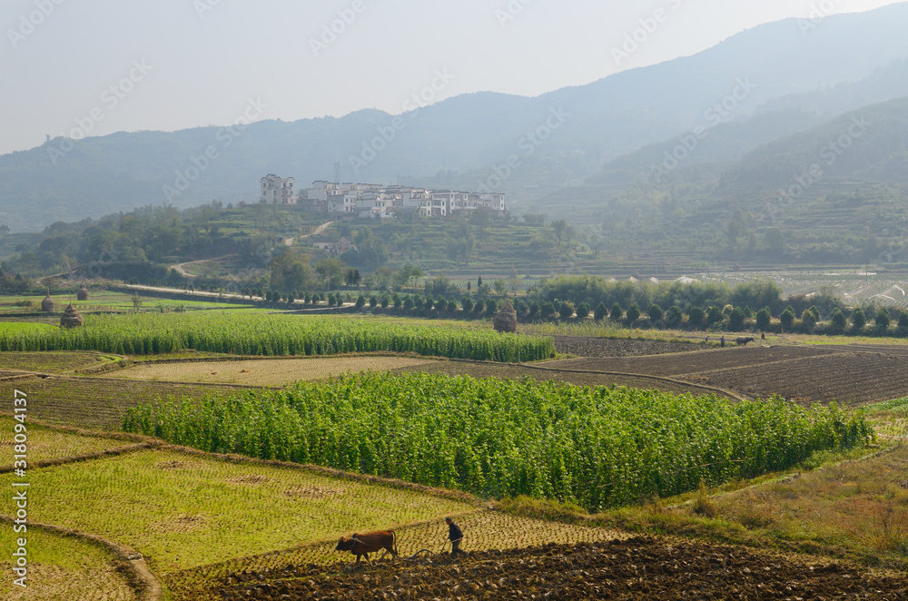 Hilltop village and farmers plowing fields with oxen on farmland at Yanggancun China